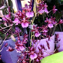 Fragrance Sharry Baby Chocolate Orchid 5 Spikes Lan Thom Dua 