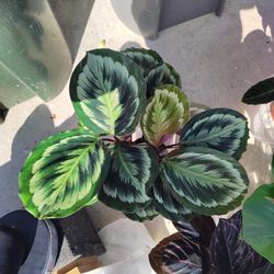 Calathea Plant