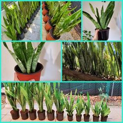 Succulents.  $5 Each