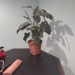 House Plant - Artificial 
