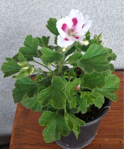 Crane’s bill flower / Geranium / Geranio Flor