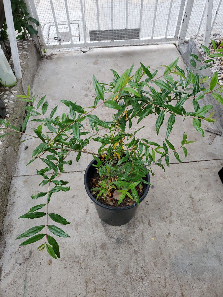 Pomegranite plant