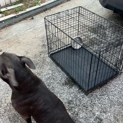 Black Dog Cage 