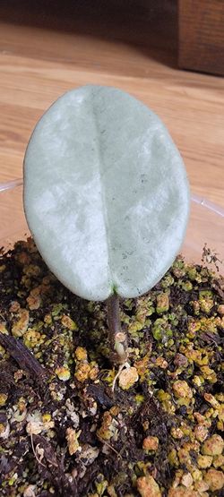 Hoya Nova Ghost plant