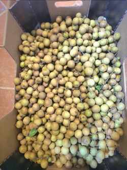 Organic longan fruit for sale $5 for one lb 10 lbs minimum pick up from the tree when older received price is firm