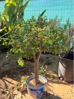 Bonsai succulenta