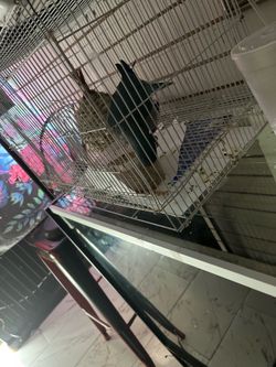 Bird Cage