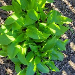 Hostas Live Plants HOSTA GREEN Kind  From My Garden 