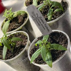 Lemon Verbena Plant