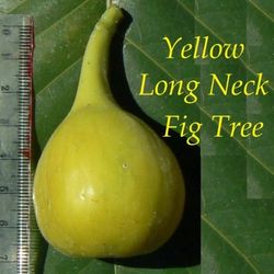Yellow Long Neck Italian Fig 3gal 