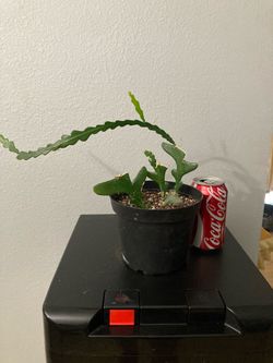 Fish bone or zig zag cactus .