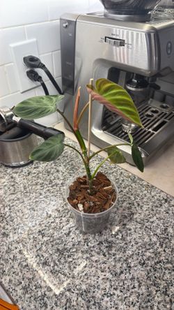 Plant Sale Philodendron Verrucosum 8”