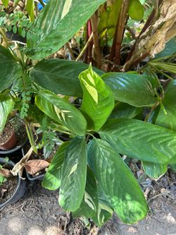 Planta