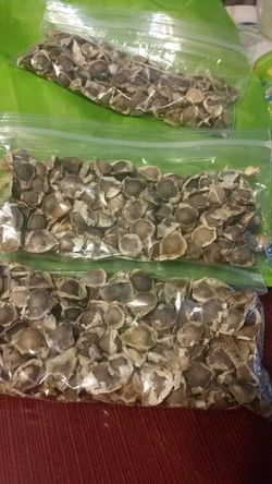 Moringa