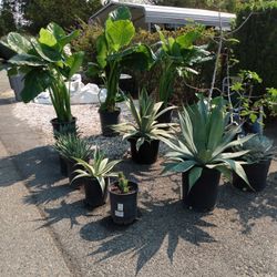 Different Kinds Of Agarvis And Elephant Ear Plants For Sale All The Prices Change