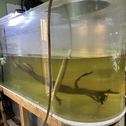 Bullet Head Acrylic Aquarium Fish Tank 