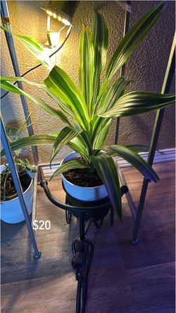 Dracaena Plant in White Pot