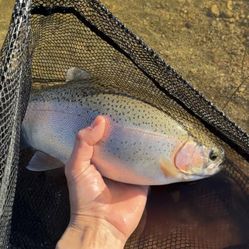 Guided Fishing Trips