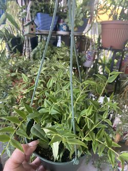 Hoya Bella In 6” Pot Hanging, Beautiful, Full Plant, Healthy n Trailing 