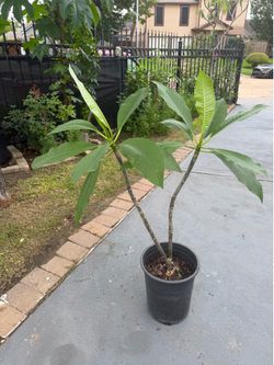 Plumeria