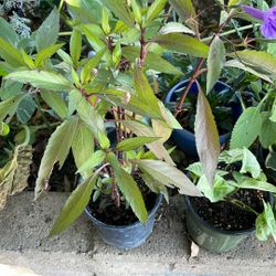 Planta De Petunia