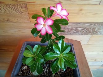 Desert Rose Pink Bloom