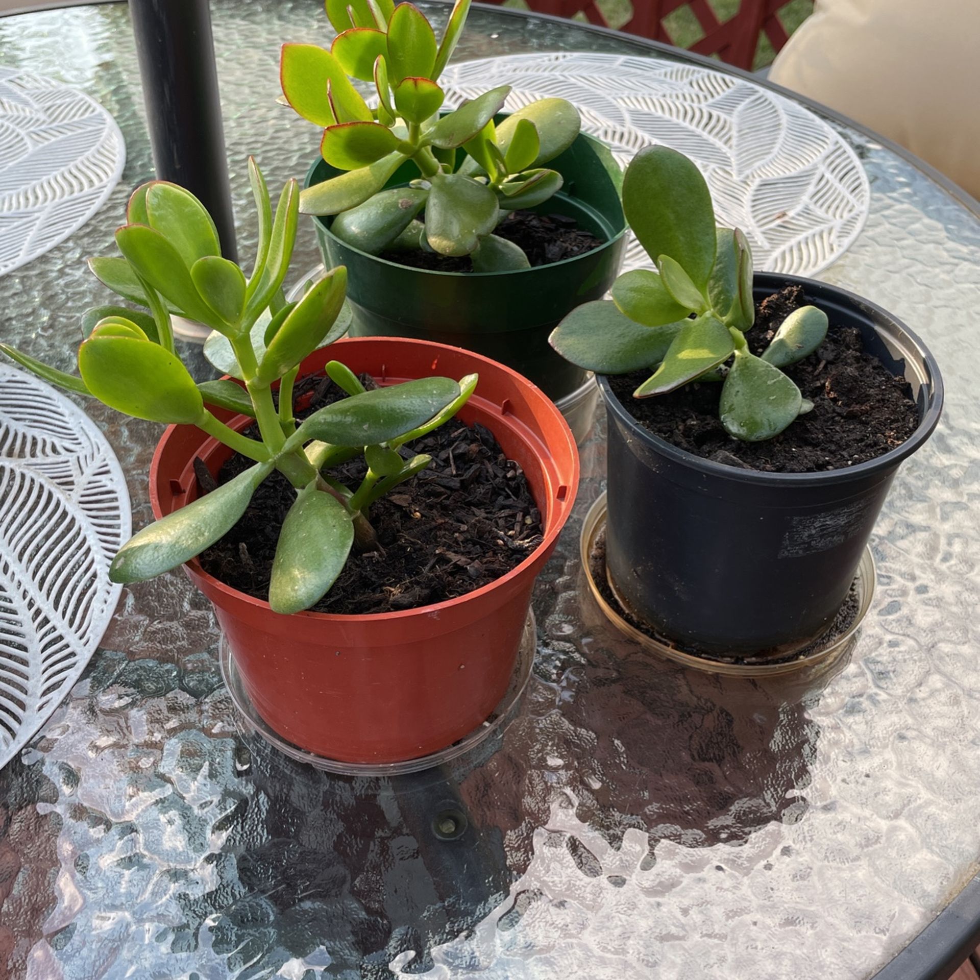 Indoor Jade  Plant