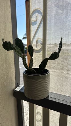 Cactus with pot