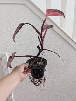 Pink Princess Philodendron - Highly Variegated