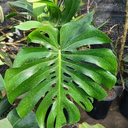Monstera 