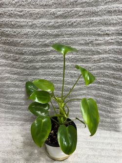 Philodendron Burle Marx Variegated - Reversed