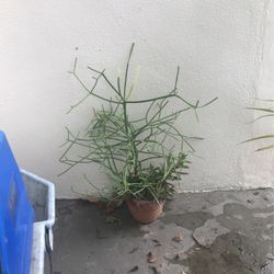 One Decorations Plant 
