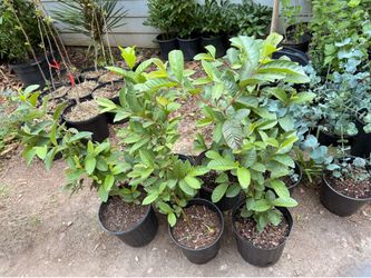 Plantas