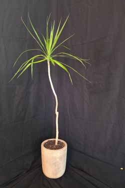54”Tall Dracaena Marginata In Brown Terracotta Pot($85)
