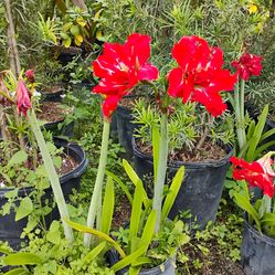 Red lilies Sale! $15❤️