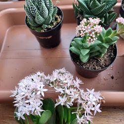 SUCCULENT SALE  STARTING $5 EACH AND GNOME COTTAGES $5 EACH. SAN LORENZO