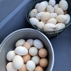 Farm Fresh Eggs