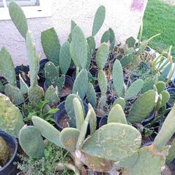 Planta De Nopal  