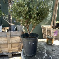 Rosemary Topiary Bonsai Ladepop 