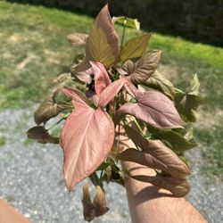 Synonym Pink Perfection plant