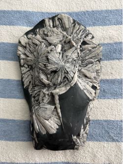 Large 11” Natural Chrysanthemum Stone Specimen – Dense Celestite Crystal Blooms