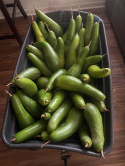 Fresh Russell Avocados