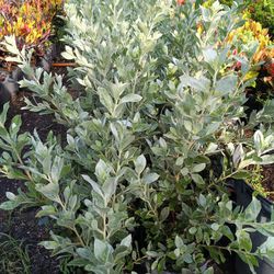Silver Buttonwood Privacy Hedge Plants 3gl $6🏡🏡🏡