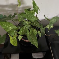 plant 
