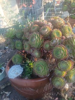 Succulent with planter