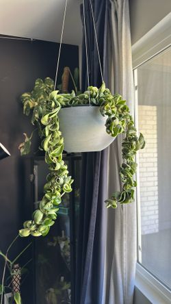 Variegated Hindu rope compacta with hanging planter pot