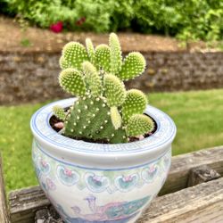 Cactus 🌵 Plant 