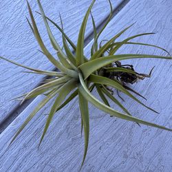 Air Plant