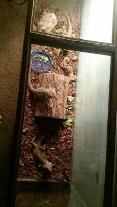 Bearded dragons for free to good home