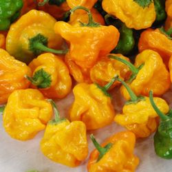 Scotch bonnet pepper  plant 🪴 in 3gal plantas de Chile Scotch bonnet 